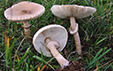 Macrolepiota mastoidea