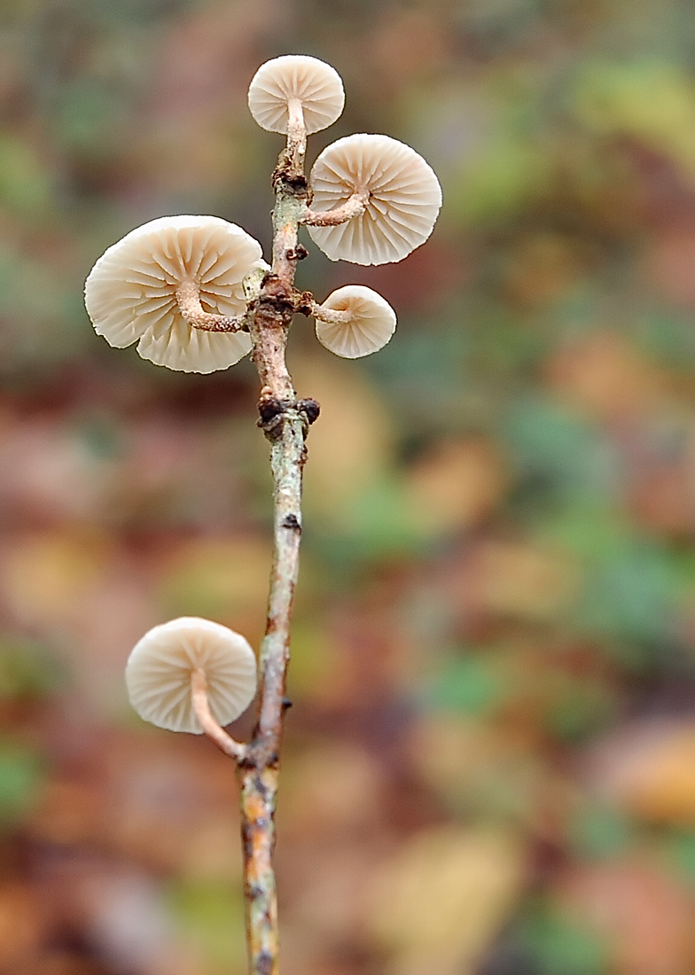 Marasmiellus ramealis