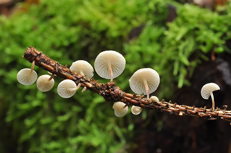 Marasmiellus ramealis