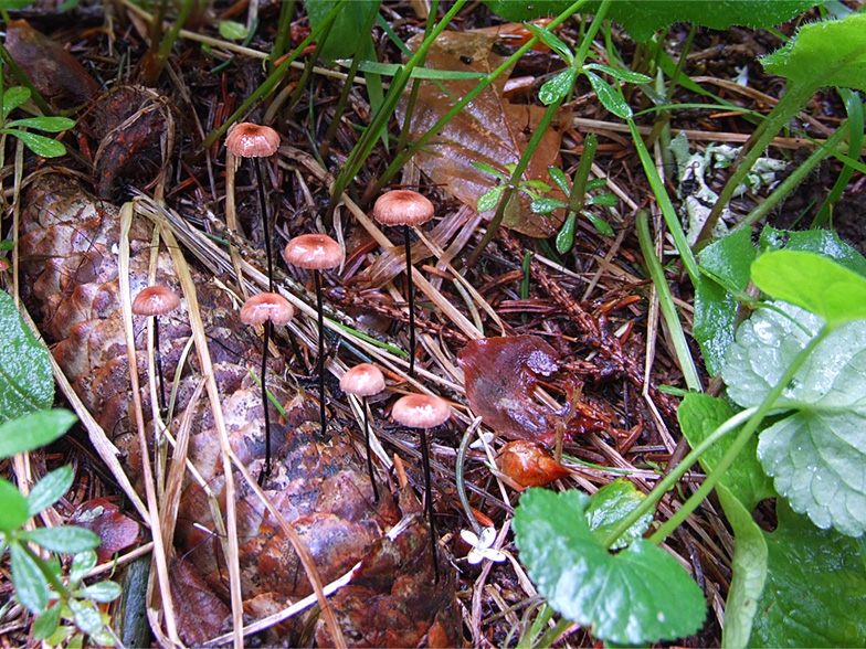 Marasmius androsaceus