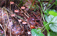 Marasmius androsaceus