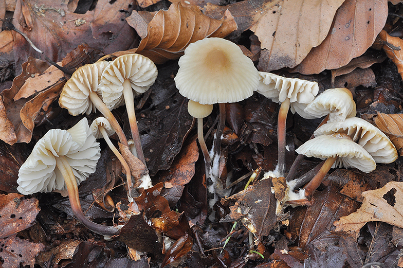 Marasmius cohaerens