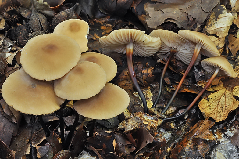 Marasmius cohaerens