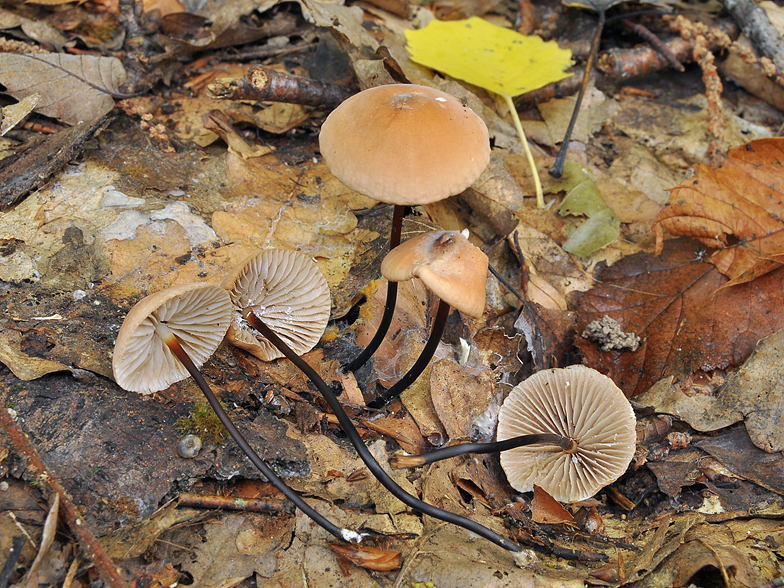 Marasmius cohaerens