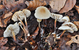 Marasmius cohaerens