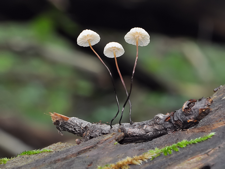 Marasmius rotula