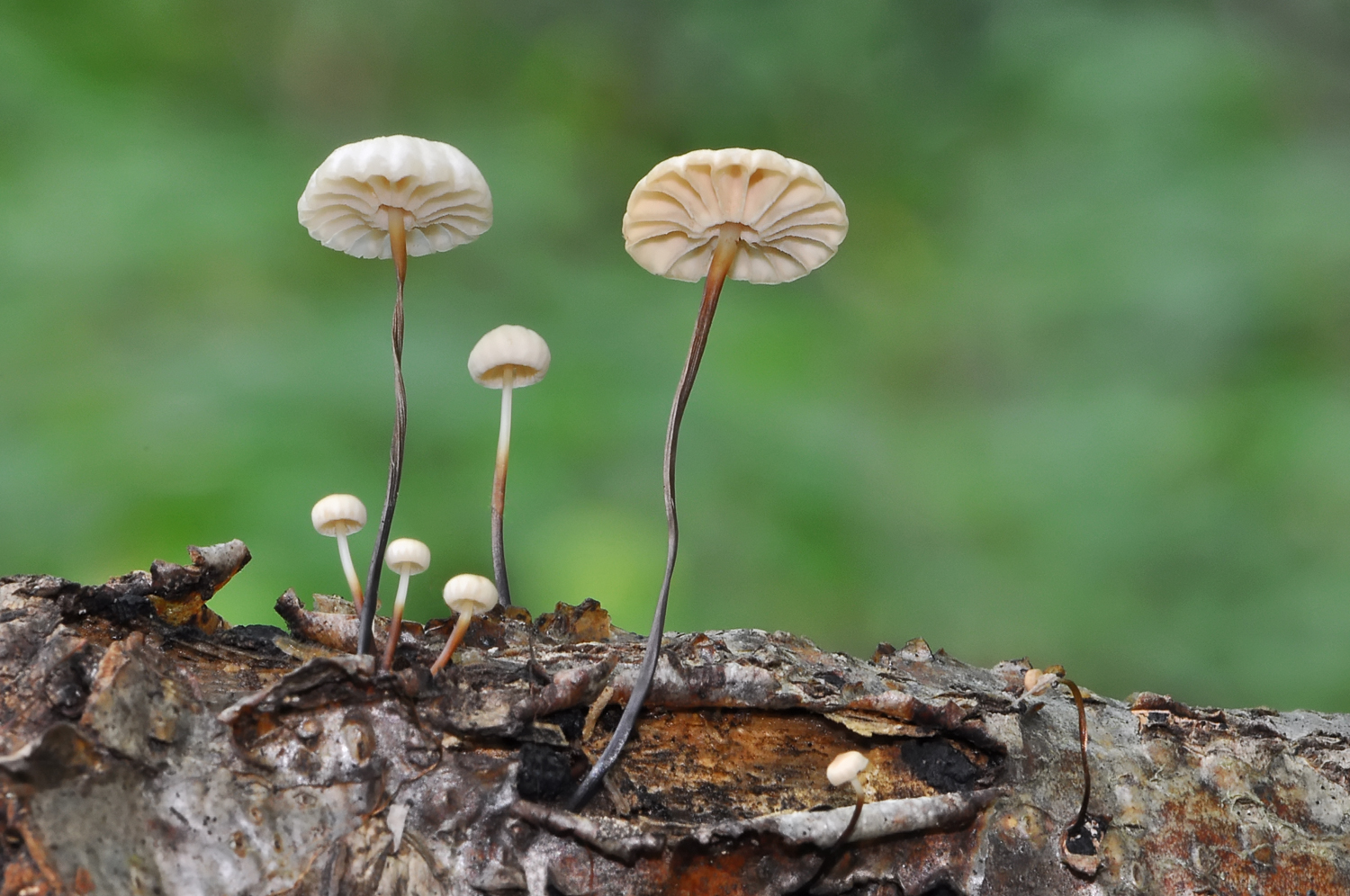 Marasmius rotula