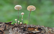 Marasmius rotula