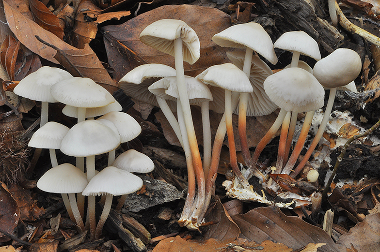 Marasmius wynnei