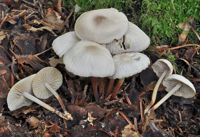 Marasmius wynnei