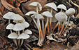 Marasmius wynnei