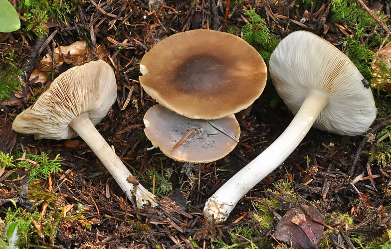 Melanoleuca cognata