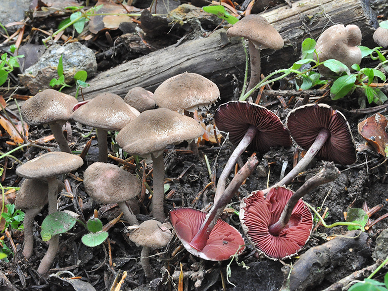 Melanophyllum haematospermum