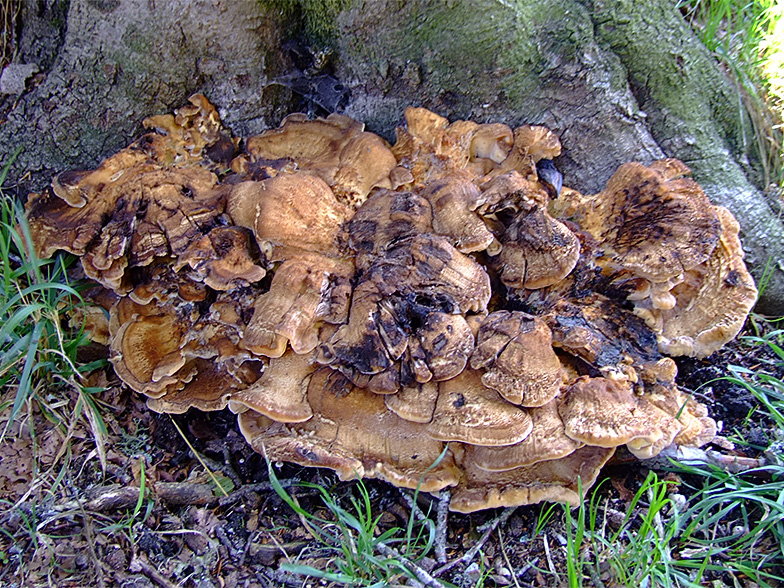 Meripilus giganteus