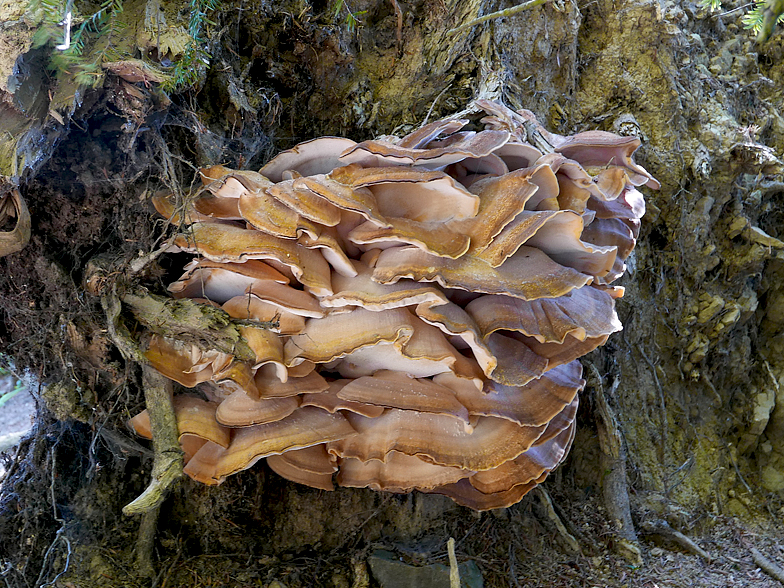 Meripilus giganteus