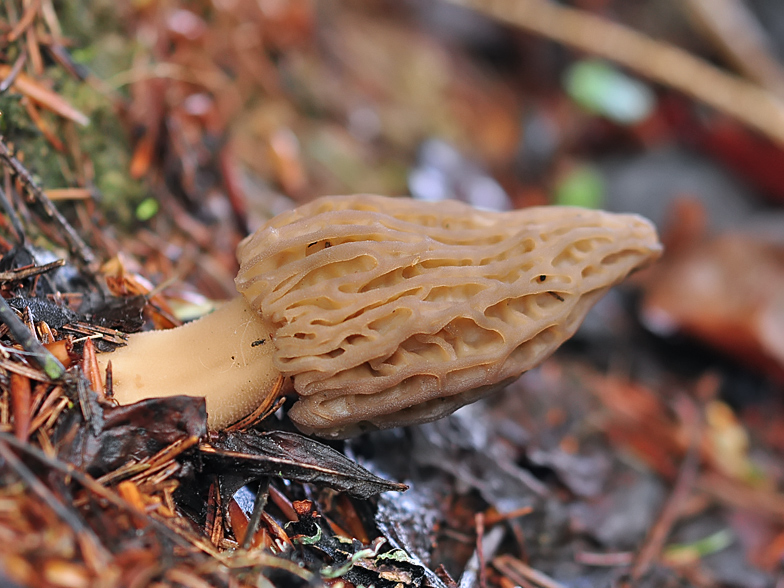 Morchella deliciosa