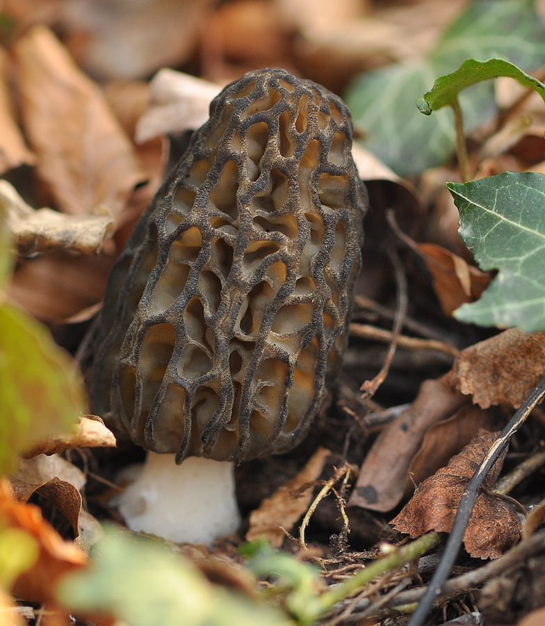 Morchella deliciosa