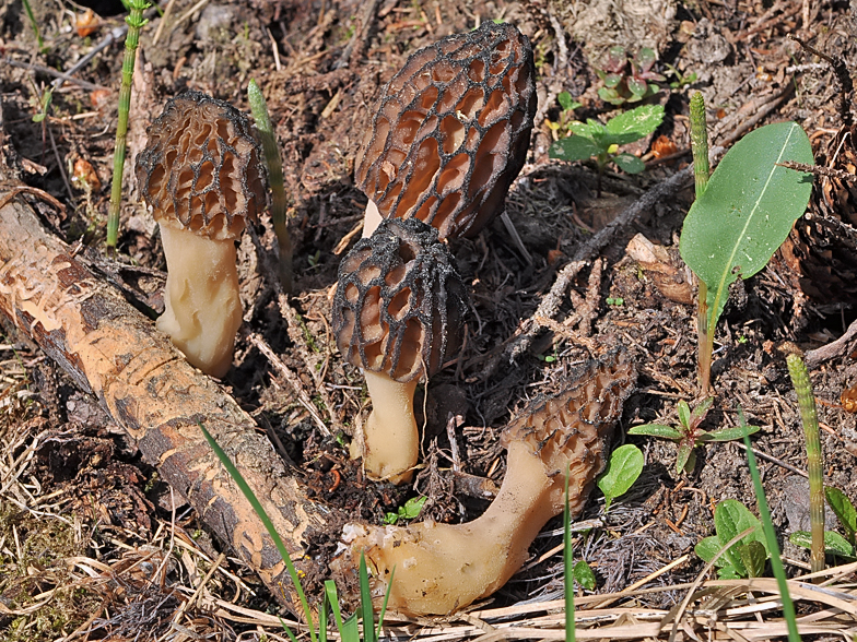 Morchella deliciosa