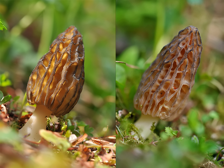 Morchella deliciosa