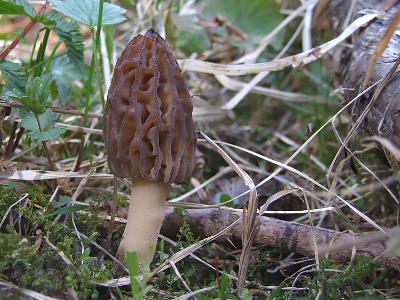 Morchella deliciosa