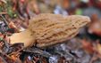 Morchella deliciosa