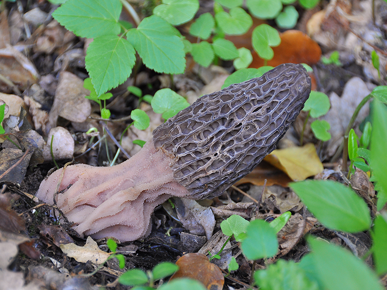 Morchella elata