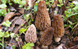 Morchella elata