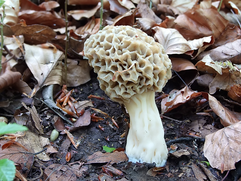 Morchella esculenta