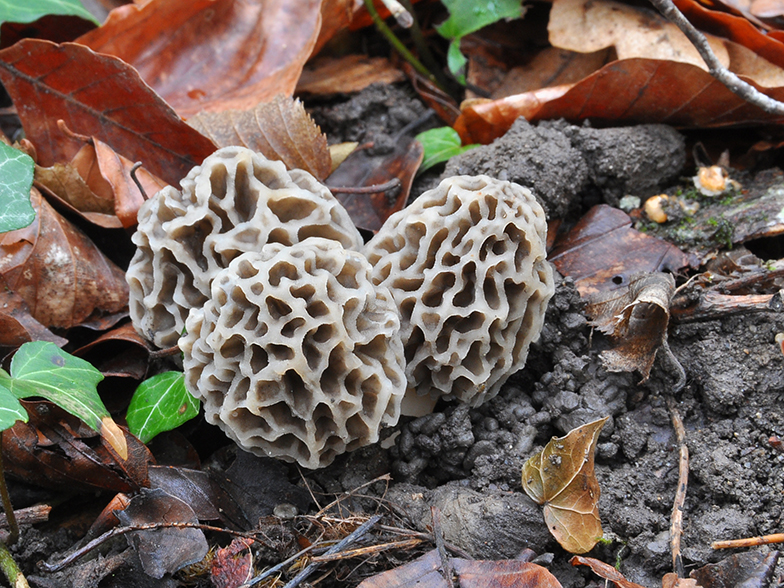 Morchella esculenta