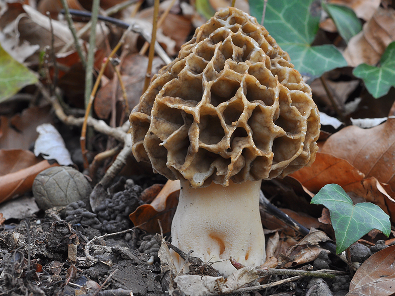 Morchella esculenta