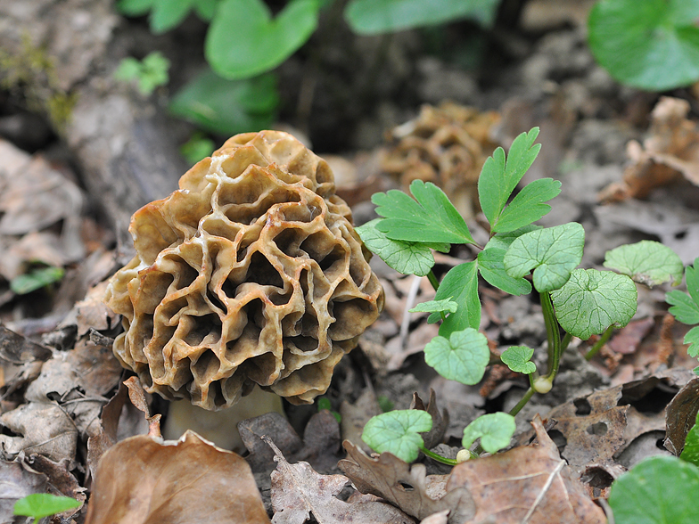 Morchella esculenta