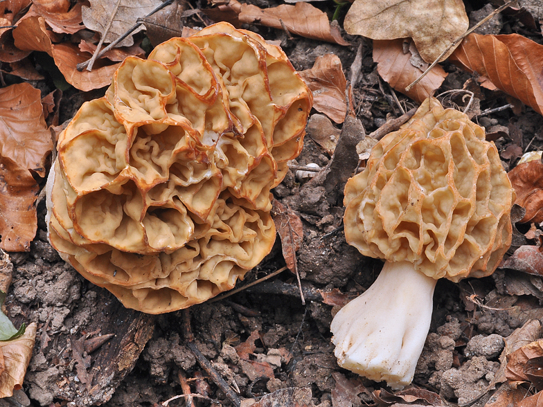 Morchella esculenta