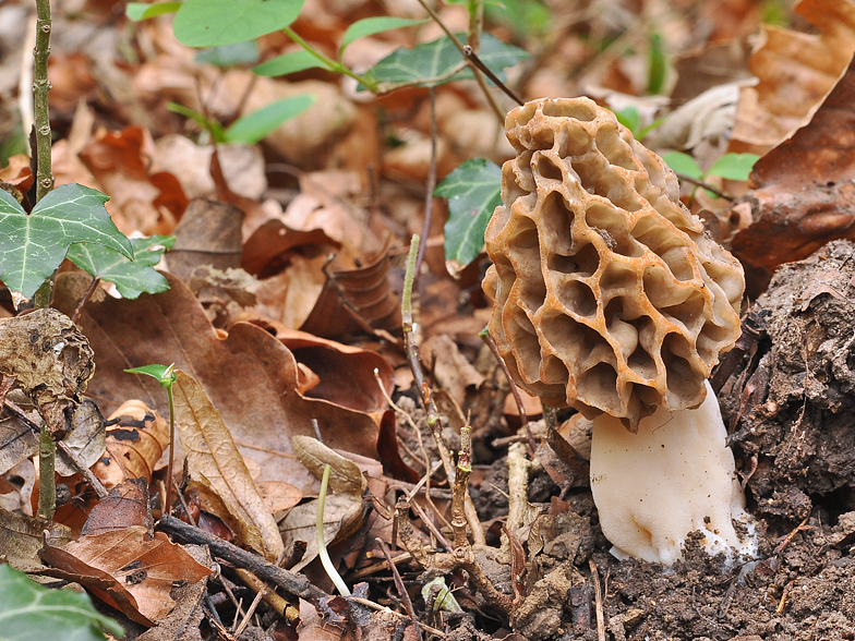 Morchella esculenta