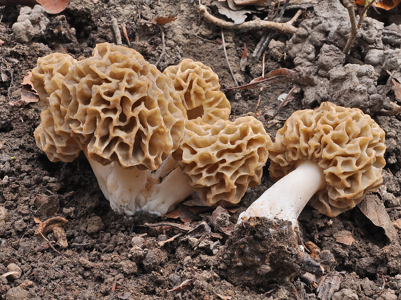 Morchella esculenta