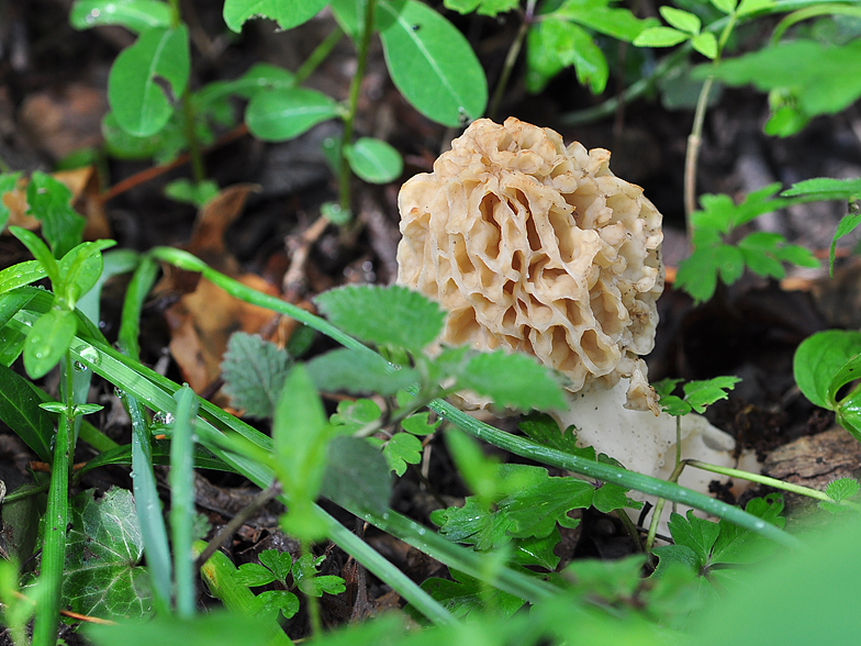 Morchella esculenta