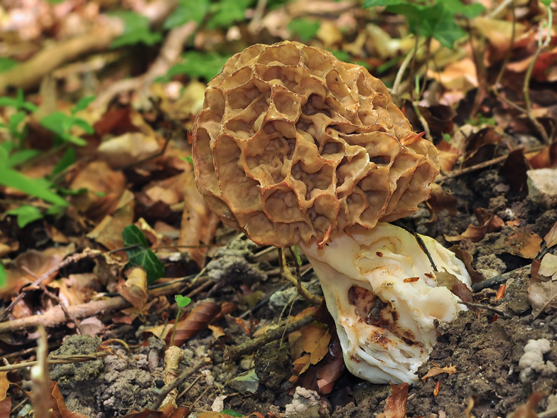 Morchella esculenta