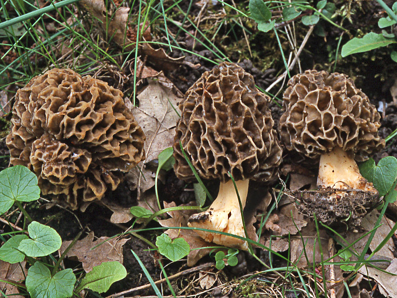 Morchella pseudoumbrina