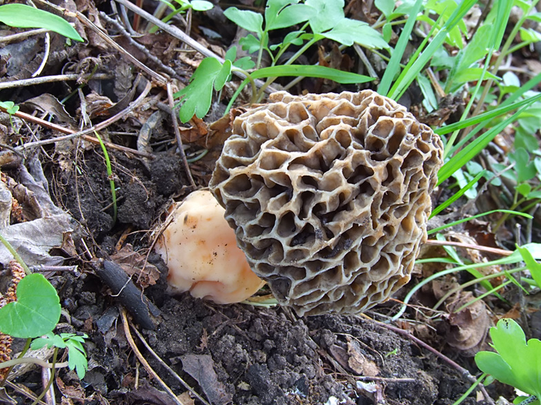 Morchella pseudo_umbrina