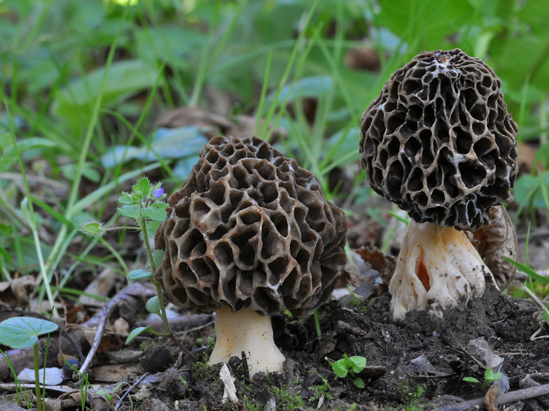 Morchella pseudoumbrina