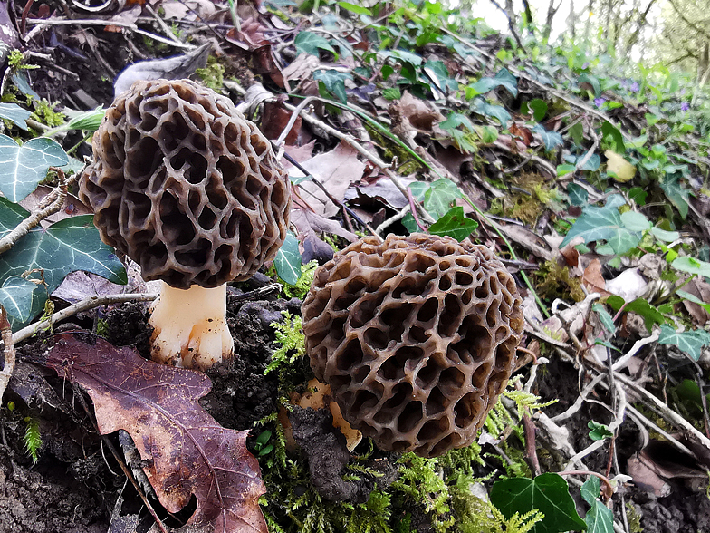 Morchella pseudoumbrina