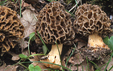 Morchella pseudoumbrina