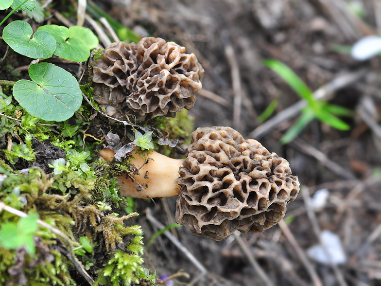 Morchella pseudoumbrina