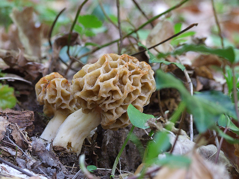 Morchella rotunda