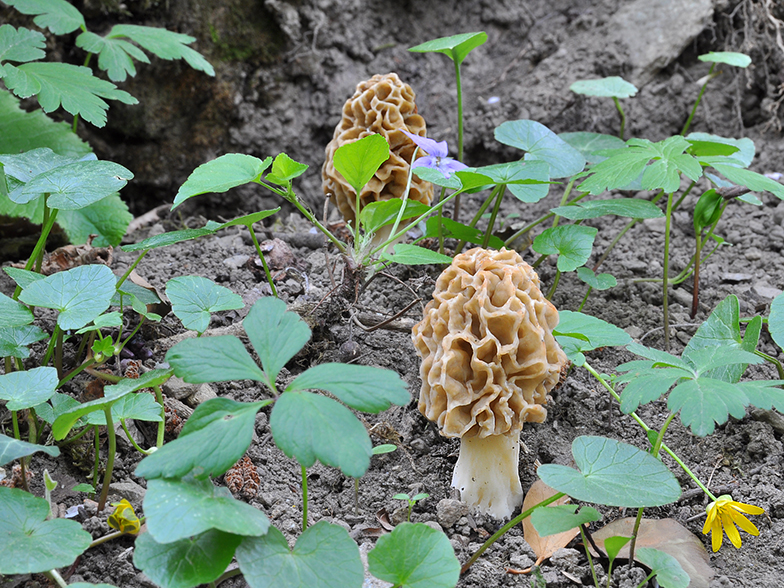 Morchella rotunda