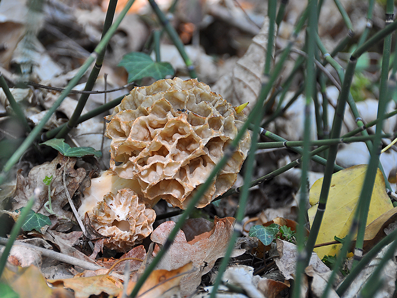 Morchella rotunda