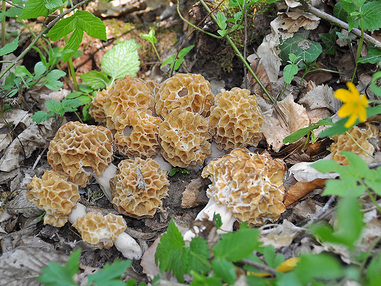 Morchella rotunda