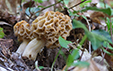 Morchella rotunda