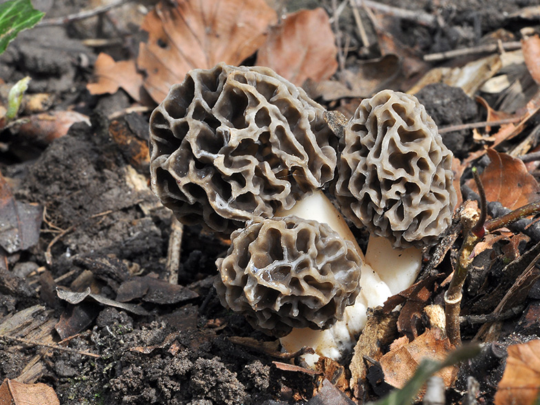 Morchella vulgaris