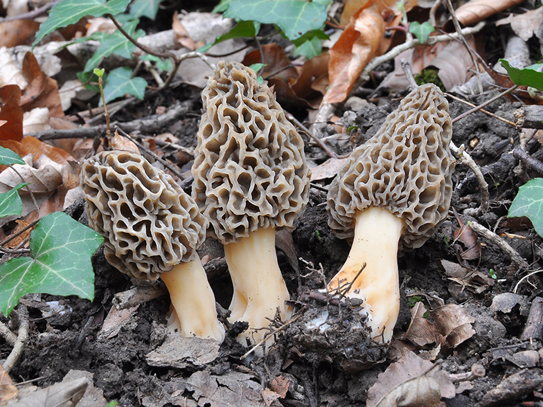 Morchella vulgaris