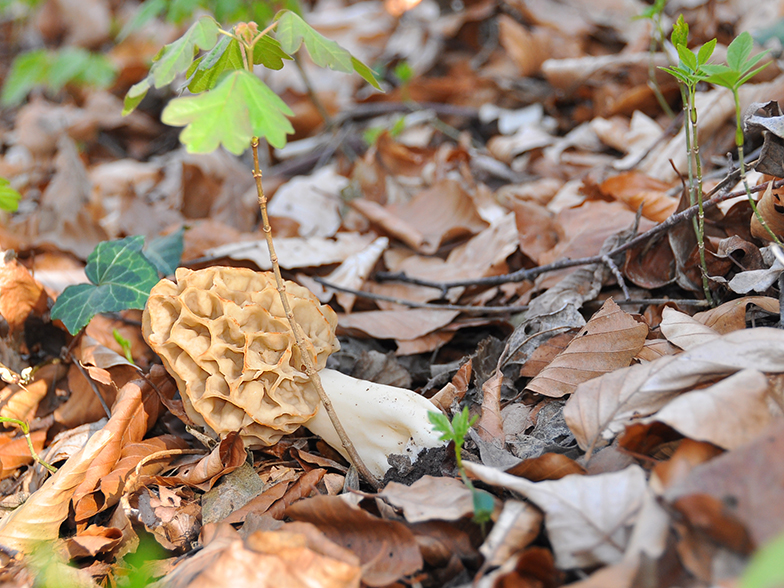 Morchella vulgaris